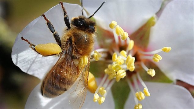 Neonicotinoids are not just on the plant but within it, including the pollen. New research shows that there are traces of the neuro-toxin in honey.