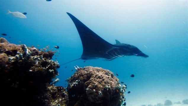 In this Oct. 18, 2011 photo, manta ray swims in the water, off Raja Ampat islands, Indonesia. Manta and mobula ray gill rakers, thin filaments that the animals use to filter food from the water, are used in traditional Chinese medicine. (Herman Harsoyo/Associated Pres