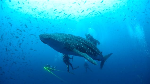 A whale shark is seen in the Galapagos Islands in September 2012. The whale shark, listed as vulnerable since 2003, is among the several at-risk shark species found among 71 dried shark fins obtained at stores and markets in Vancouver and tested in a new study. 