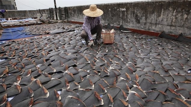 2013: A worker collects pieces of shark fins dried on the rooftop of a factory building in Hong Kong  