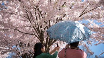 Toronto High Park's cherry trees in the spring. They may do a whole lot more than entice.