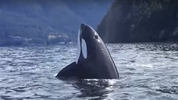 Excessive noise, contaminants and a lack of proper food are threatening the existence of killer whales off North America's West Coast.