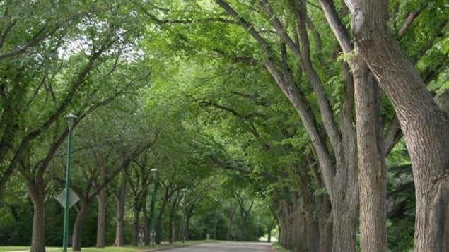 American elm trees are one of the most common trees found along Saskatoon streets, such as this canopy of trees along Spadina Crescent. A new University of New Brunswick study suggests that daily exposure to trees and other greenery can extend your life.