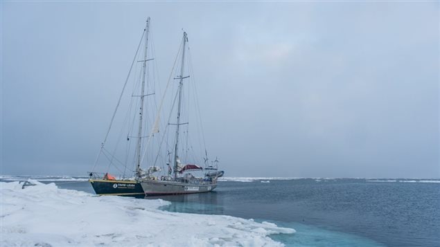 The two-15m yachts of the Pen Hadow research mission this summer. Scientists say if the two small boats can now get this far north, so too can commercial operation including huge commercial fishing ships, and plastic waste. 