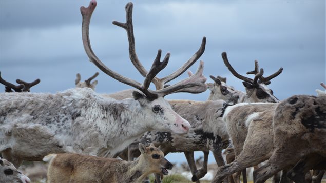 Visitors to the museum will be able to see a film about reindeer and to learn about the life of herders in Nordic countries.