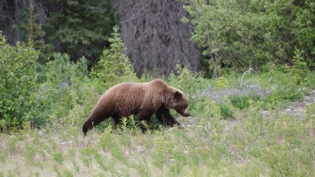 Trophy hunting of grizzlies to end in British Columbia. after years of debate in the west coast province