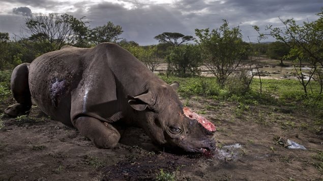 South African Brent Stirton was the grand prize winner for thi tragic photo of a rhino killed for its horns.