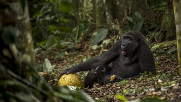 The Good Life: Young Wildlife Photgrapher of the Year and also winner 15-17 yr old category Danie¨l Nelson, The Netherlands