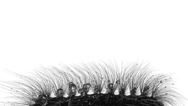 Twelve year old Canadian Joshua Launstein, was a finalist for this close up of the hairs of a monkey moth caterpillar 