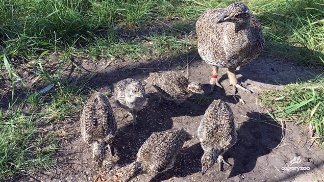 One of the hens and some new chicks are at home at the Calgary Zoo.