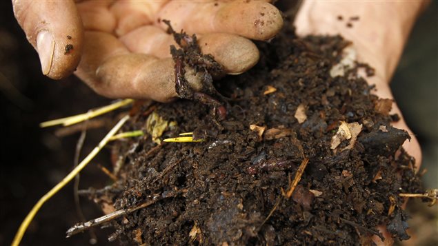 Le permaculteur japonais Shinji Yotsui tient un ver de terre trouvé à l’intérieur du compost. 