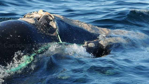 A severe wound: The tight line on this whale (Catalog #3279) cuts through the blowholes and into the head, while likely also wrapping through the mouth as the line is seen exiting the top of the lip. The whale’s ability to breathe was clearly inhibited. 