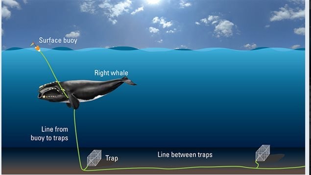 Illustration of how North Atlantic right whales get entangled in fishing gear. Entangled whales can tow fishing gear for tens to hundreds of miles over months or even years, before either being freed, shedding the gear on their own, or succumbing to their injuries, fatigue, or starvation. 