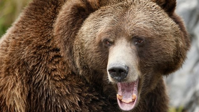 About 250 grizzly bears are killed in B.C. each year by hunters, according to the provincial government. Hunting the bears for meat will still be allowed outside the Great Bear Rainforest. 