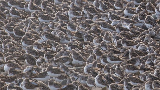 Flocks of over 100,000 semipalmated sandpipers may stop beside mudflats of Canada’s Bay of Fundy on their way to South America.