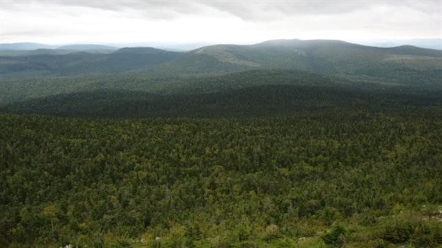 A new federal study says climate change in the Maritimes may lead to a gradual reduction in the growth of softwood trees, which are crucial to the region’s pulp industry. 