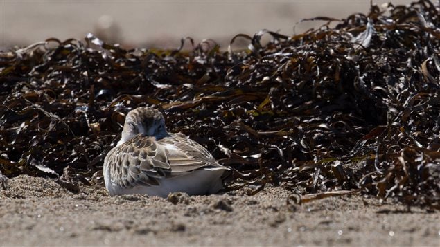 A semipalmated sandpiper rests on its migration from the Arctic to South America.