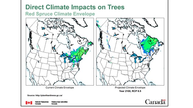 Shows how the example of the red spruce range which could shift up to several hundred kilometres north in some areas over the century