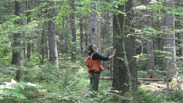 The climate in the Maritimes has resulted in a unique mix of tree and plant species known as the Acadian forest combined 32 species of hardwoods and softwoods. Studies show the boreal softwoods which prefere cooler climates will suffer as the climate warms.