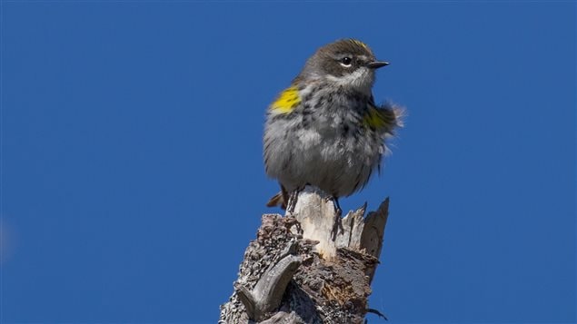 The yellow-rumped warbler that may fly from Canada to winter in the southern U.S., Mexico, the Caribbean or Central America.