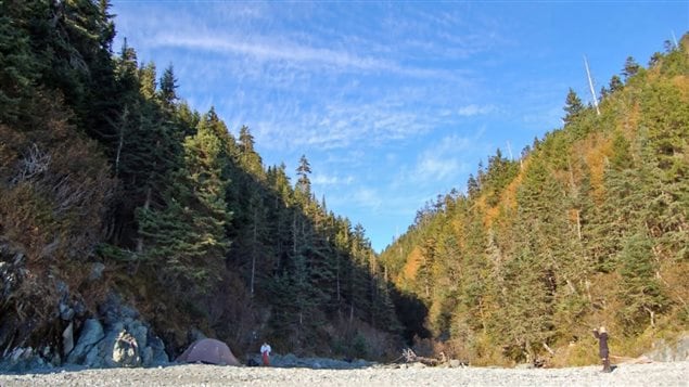 A new study for the Canadian Forestry Service, echoes that of one released in 2015 by the Fundy Biosphere Reserve in southeastern New Brunswick says the composition of the Acadian forest must change for it to thrive with warmer temperatures.