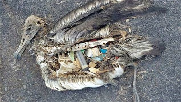 Many fish and other sea animals including seabirds are dying, slow painful deaths after mistaking floating plastics as food.