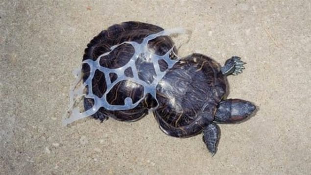 *Peanut* This turtle got caught in a beer six-pack holder and as it grew, the wrapping deformed its shell. Cut free, Peanut luckily survived, and with its deformed shell became a mascot in a campaign against littering.