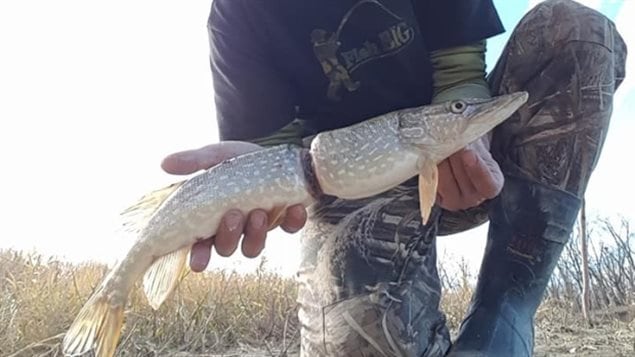The northern Pike caught by Adam Turnbull showing severe injury from a plastic drink wrapper. The fish surely was suffering,. Once freed from the wrapper it was able to swim away.