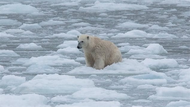 In April 2017 this bear was shot by conservation officers after it came too close to a community in Newfoundland in search of food. Scientists say bears may eventually disappear from the Labrador and Newfoundland region as the ice season shortens there as well.