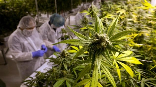 大麻合法化会给加拿大人带来不少致富机会