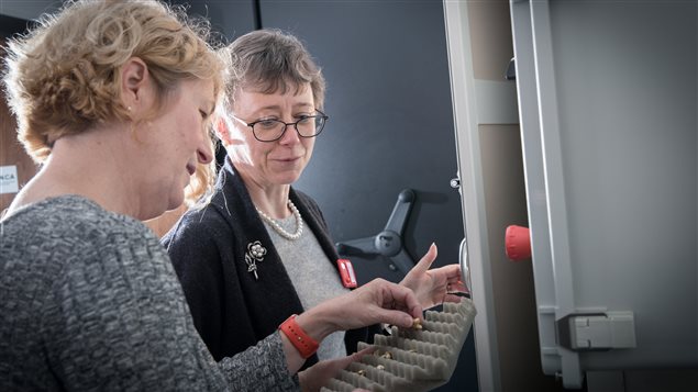 Lori D’Ortenzio and supervisor professor Megan Brickley with tooth specimens in the lab.