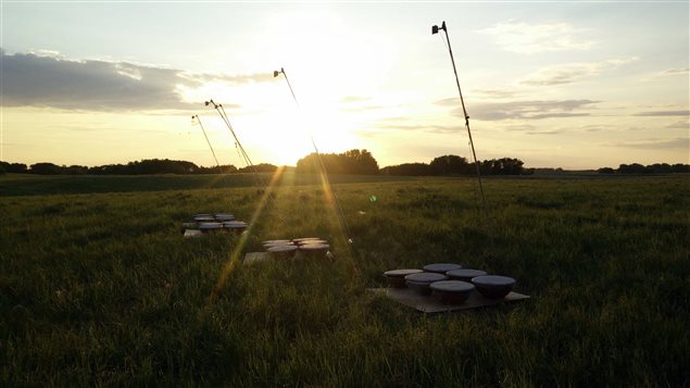 Tests on bird migration involved white crowned sparrows in circular cages at the Facility for Applied Avian Research at the University of Saskatchewan.