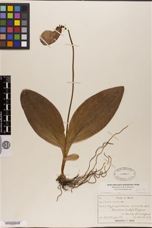 The researchers aslo gathered data from various museums and herbariums such as this *lady’s slipper collected in Maine in 1889 