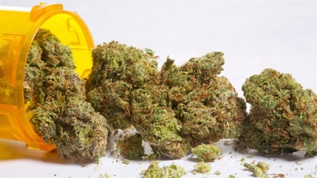 明年7月1日大麻将在加拿大合法化