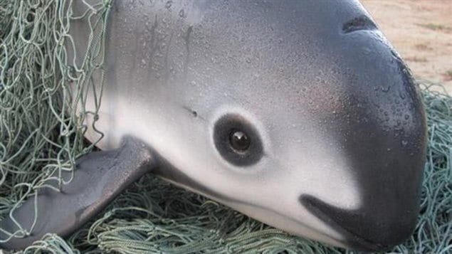 With it’s distinctive dark eye patch and dark lips, the vaquita has been sometimes called the panda of the sea.  The smallest cetecean is now the most endangered marine mammal on earth.