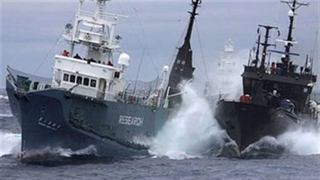 ✓ Sea Shepherd