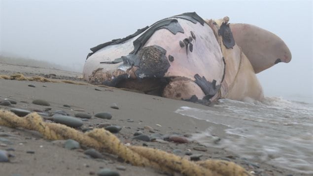 El cadáver de una pequeña ballena franca hembra del Atlántico Norte, hallada frente a la isla de Miscou, en la provincia de Nueva Brunswick en octubre. Fue necesario cortar las cuerdas de una trampa de pesca de cangrejo de nieve que la había apresado antes de que se pudiera realizar una necropsia.