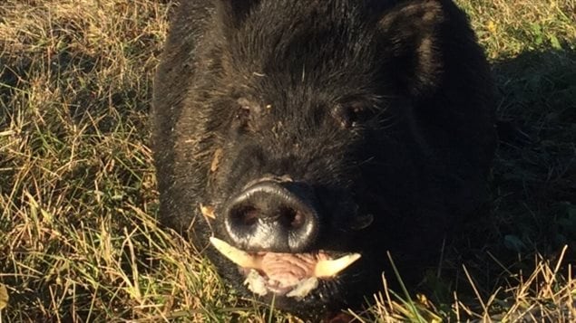 Boar seen in Big River Sask 2016 In addition to the damage to crops, livestock and wildlife, the wild boars can be dnagerous to humans if conernered