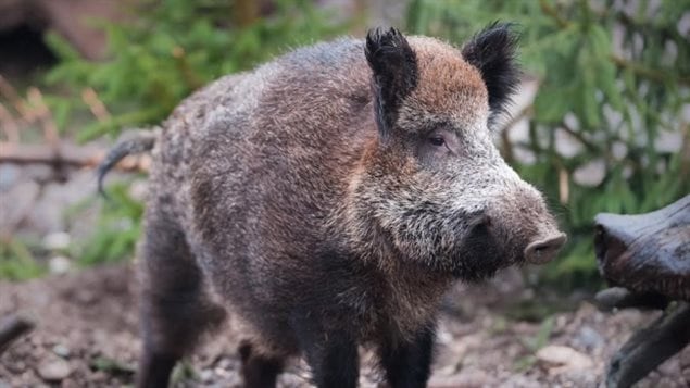 Wild boars are wreaking havoc on ranching and farming operations from British Columbia to Quebec but especially Saskatchewan. 