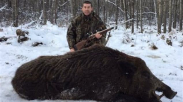 Pat Martin killed this big boar OF ABOUT 200kg at his family’s property east of St. Brieux, Sask., on Nov. 27.2016 