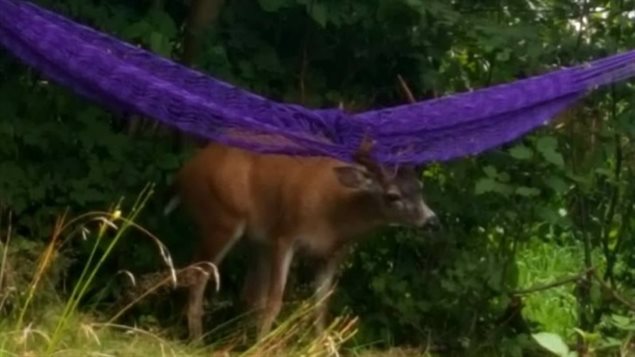 Hammy got caught in someone's backyard hammock in August.