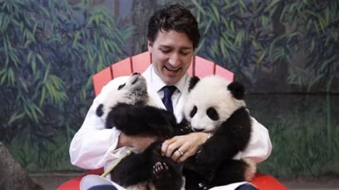 Justin Trudeau serre les bébés pandas dans ses bras au Zoo de Toronto en mars 2016, la photo qui a inspiré la sculpture. Photo : Twitter/Justin Trudeau