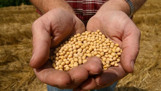 Monsanto’s Roundup Ready soybean seeds. With supply concentration, farmers say fewer varieties of seeds are available, and fewer non-GM seeds. They say concentration also means increase in prices as well