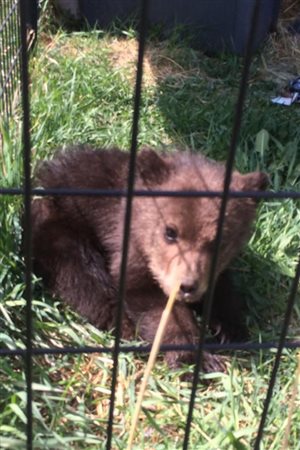 There was said to be a licensed rehabilitation centre that was willing to take the cub.