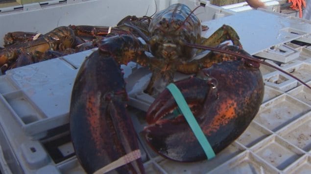 Lobster is Canada’s most valuable seafood exported all over the world.