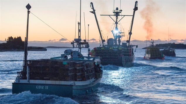 Cientos de embarcaciones de pesca de langostas zarpan desde las costas del suroeste de Nueva Escocia cada noviembre, cuando se abre la temporada de pesca de pesquería de langosta, la más lucrativa del país.