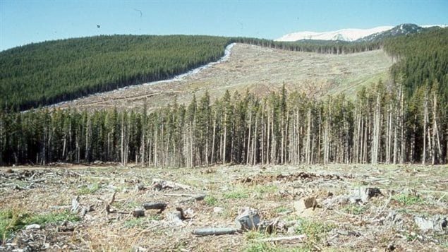 Clearcutting in the Kananaskis.