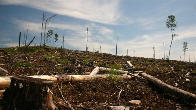  2014 Image showing results of clearcut logging of the Whiskey Jack Forest, part of Grassy Narrows First Nation’s traditional territory in Ontario