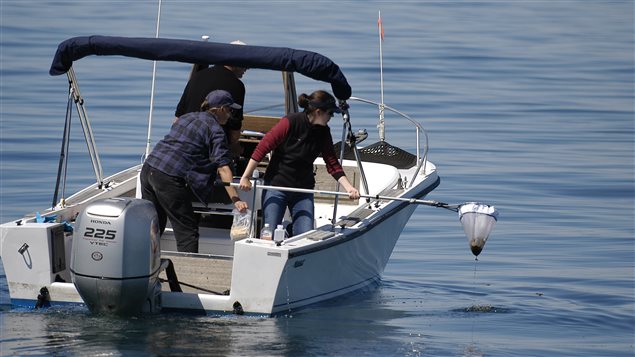 Researchers with the Ocean Health and Marine Stress Lab at the Anderson Cabot Center for Ocean Life at the New England Aquarium collect samples of whale feces.