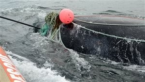 In a new study published this week in Endangered Species Research, North Atlantic right whale scientists found that whales who undergo prolonged entanglements in fishing gear endure “sky-high hormone levels.”